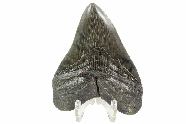 Fossil Megalodon Tooth - Georgia #101494